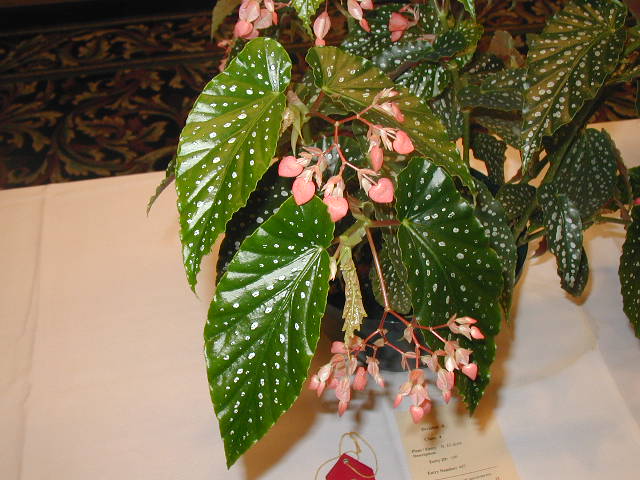 B. ‘Eldora’